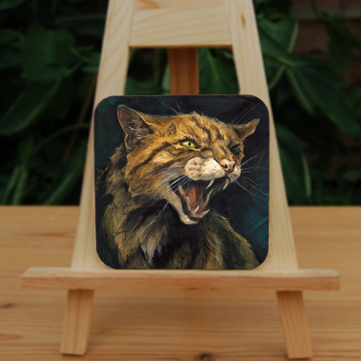 A square coaster: The head and body of a snarling brown striped cat.