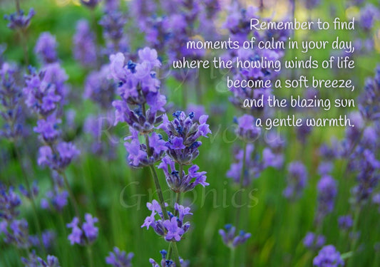 A photograph of deep purple lavender flowers, in focus at the front only, with deep green behind. The wording is overlaid across the top right hand quarter of the design.