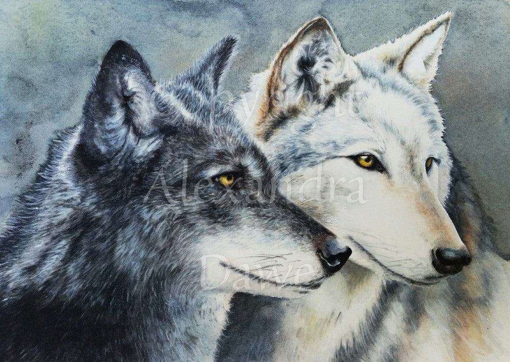 Two grey wolves face to the right, their heads close together. Only the heads of the wolves are shown.