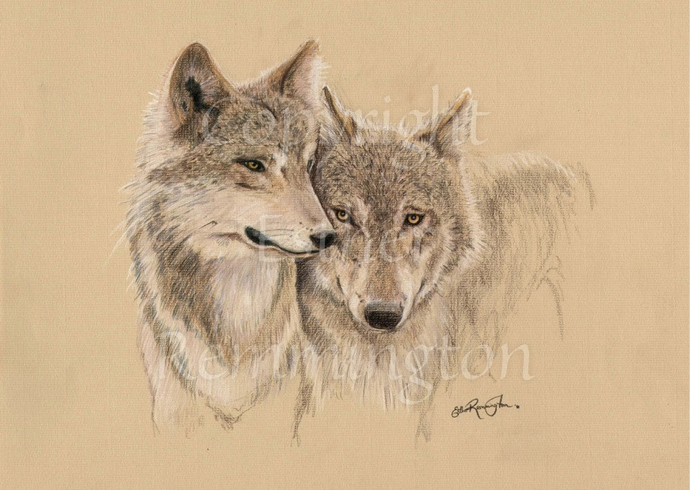 Pencil illustration of two wolves standing and leaning into one another while facing the viewer. Colours are brown and grey, with a tan background.