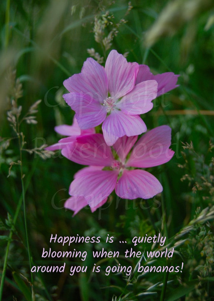 A cluster of pink Common Mallow flowers dominate this design. Grasses surround them, and can be seen in the background. The quote "Happiness is ... quietly blooming when the world around you is going bananas!" is included at the bottom.