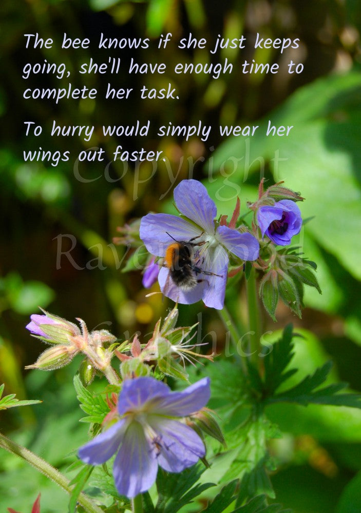 A bumble bee with an orange thorax takes nectar from a purple Cranesbill flower. More purple flowers, some open, some closed, are nearby. Out-of-focus leaves are in the background. The quote is written across the top half the design.