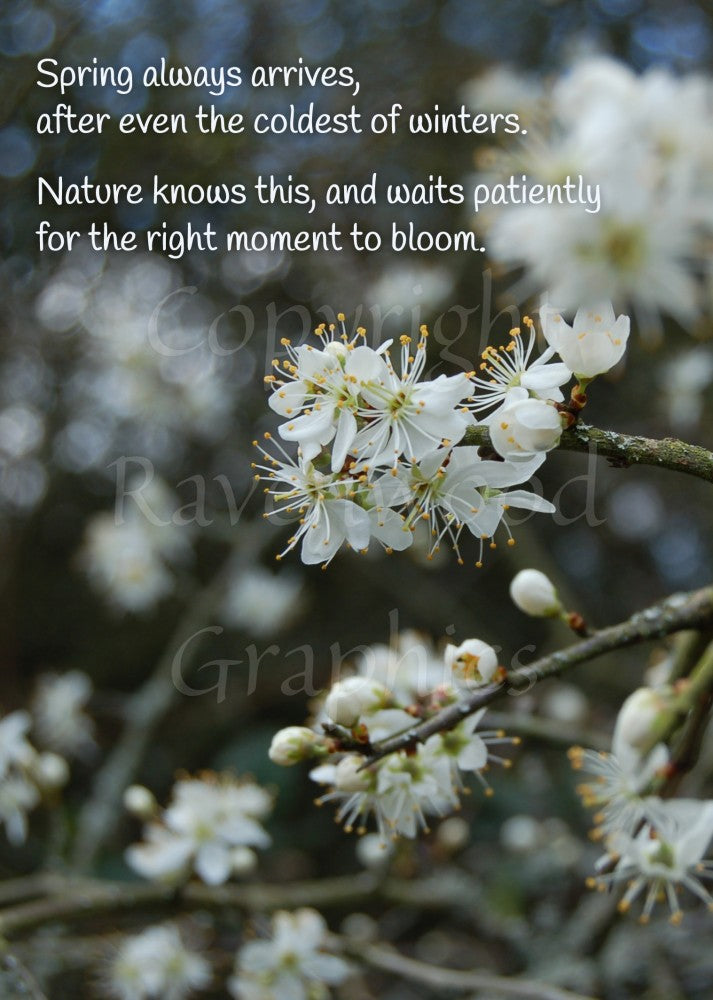 Photo of blackthorn blossom, with more in the background. The wording "Spring always arrives, after even the coldest of winters. Nature knows this, and waits patiently for the right moment to bloom" is written across the top.